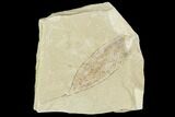Fossil Divi Divi Tree Seed Pod- Green River Formation, Utah #111374-1